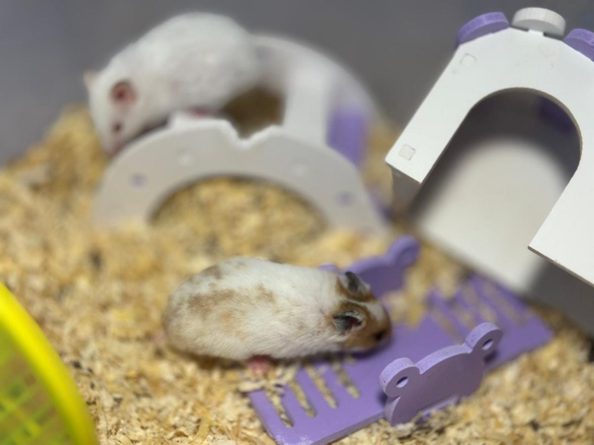 Hamster baby - Image 2