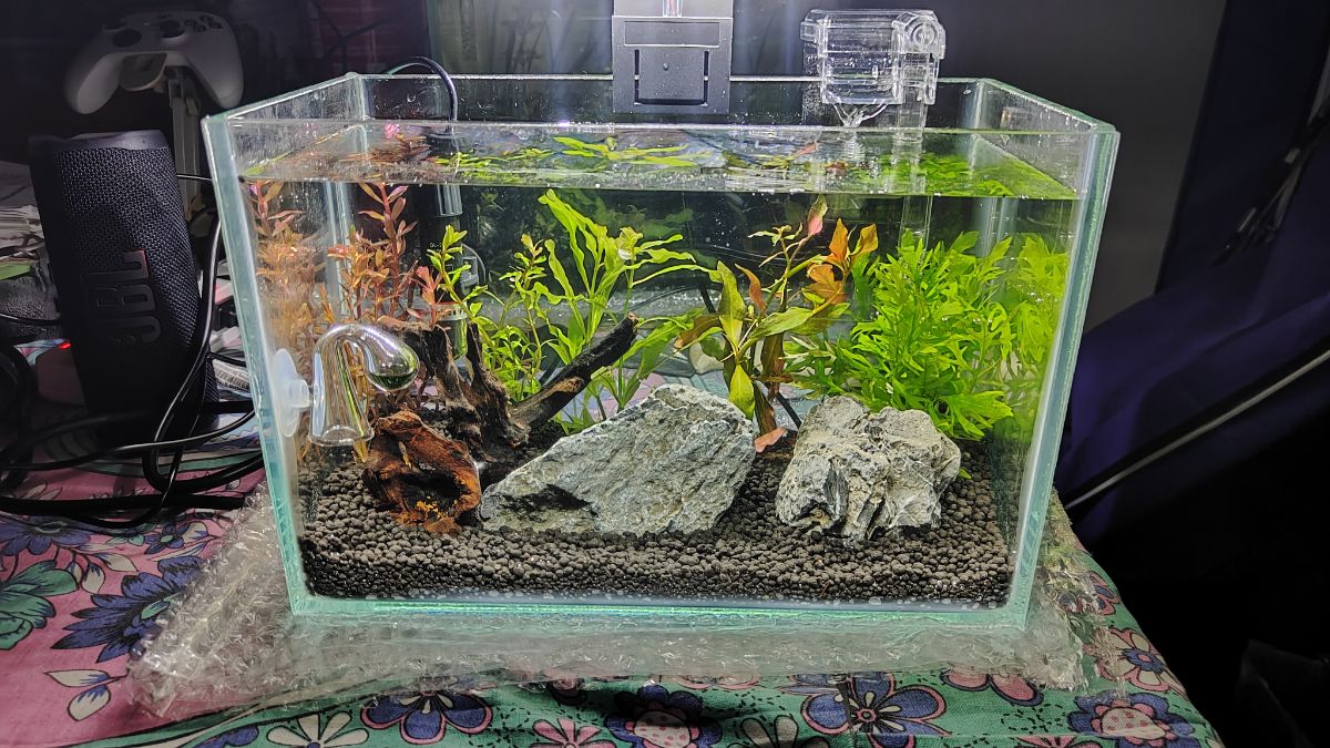 Planted Aquarium for Sale – Perfect for Office or Home Desk - Image 10