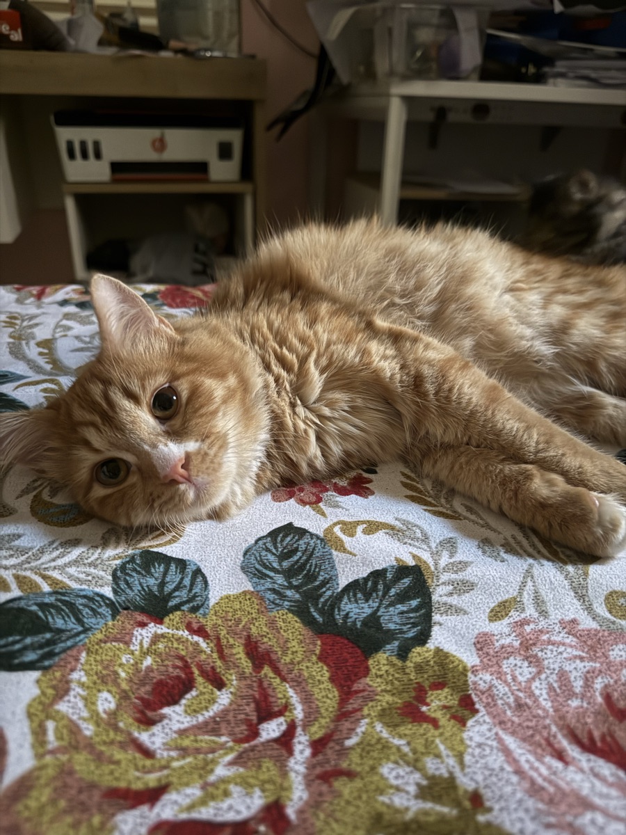 Persian Kittens for adoption 6 months old - Image 1