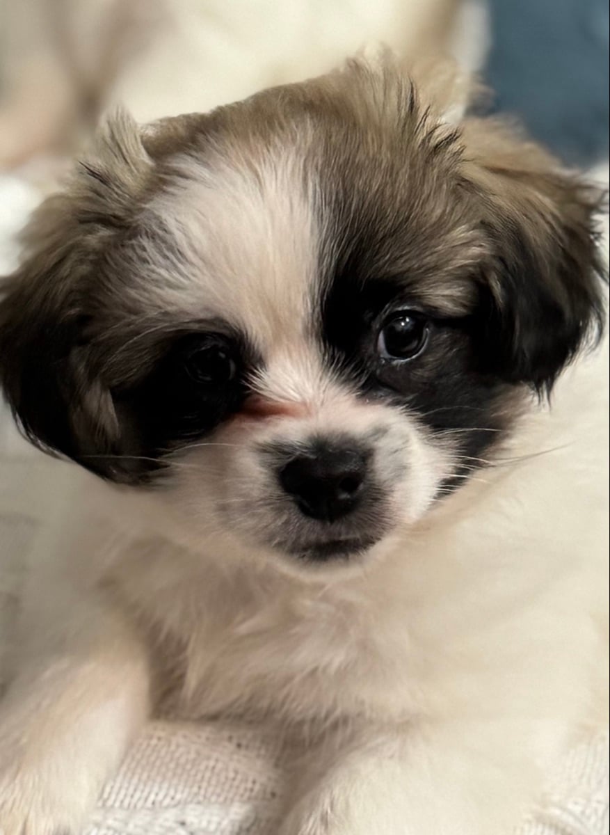 Puppy Havamalt - Image 2