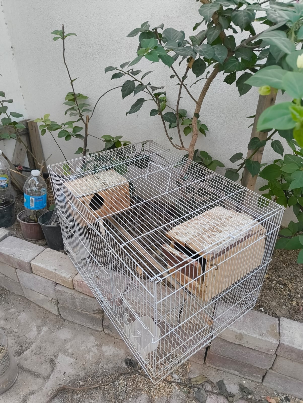 Big Birds Cage Available  - Image 2