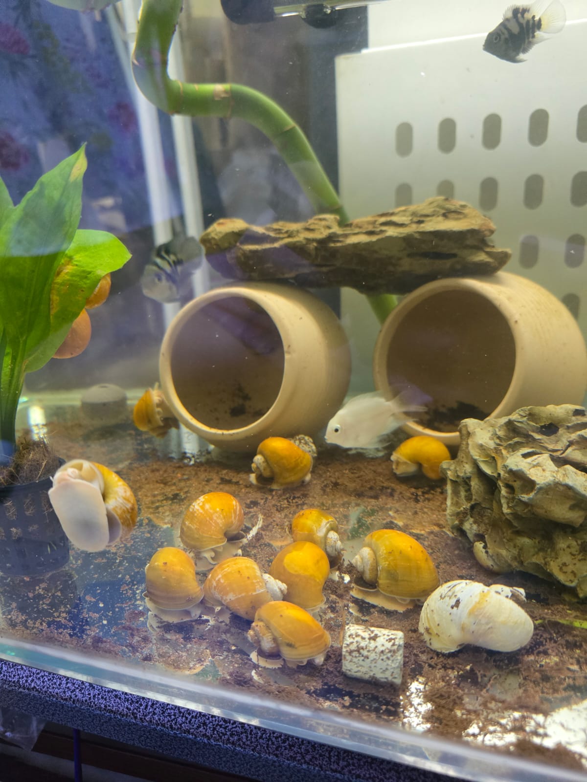Mini blue parrot fish, snail & mollies - Image 1