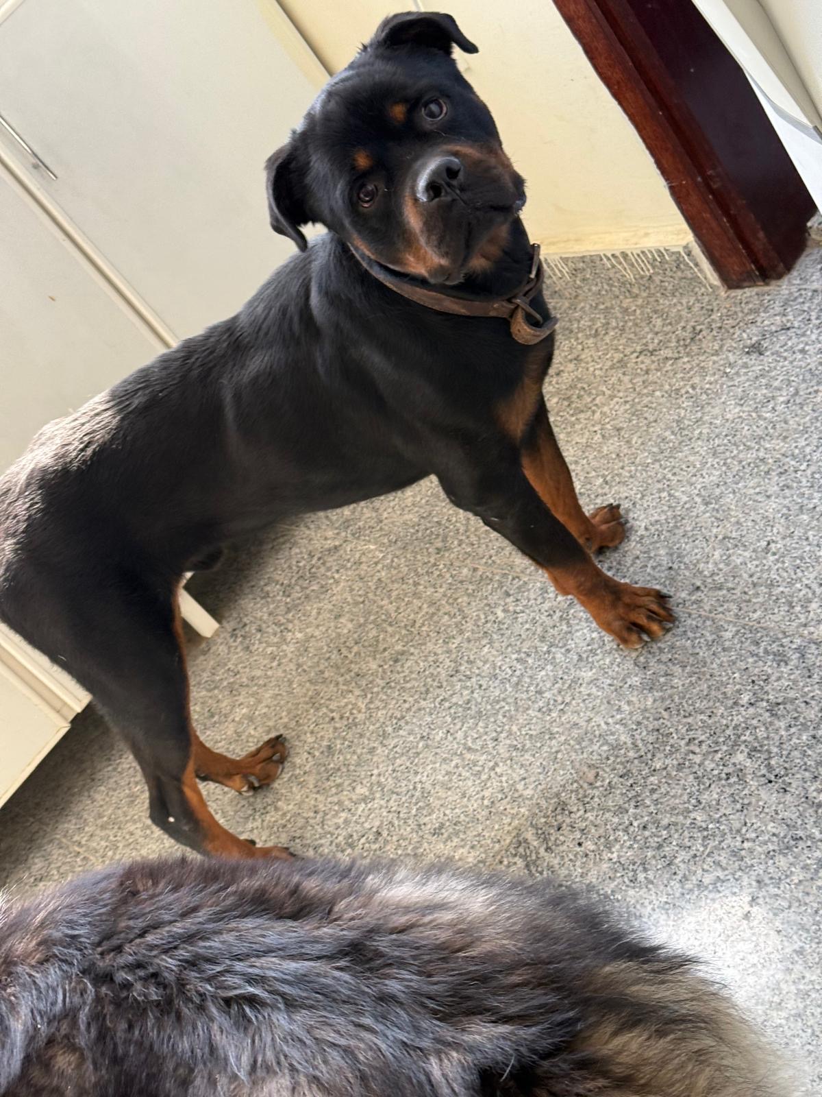 Pure rott wieler high level - Image 1