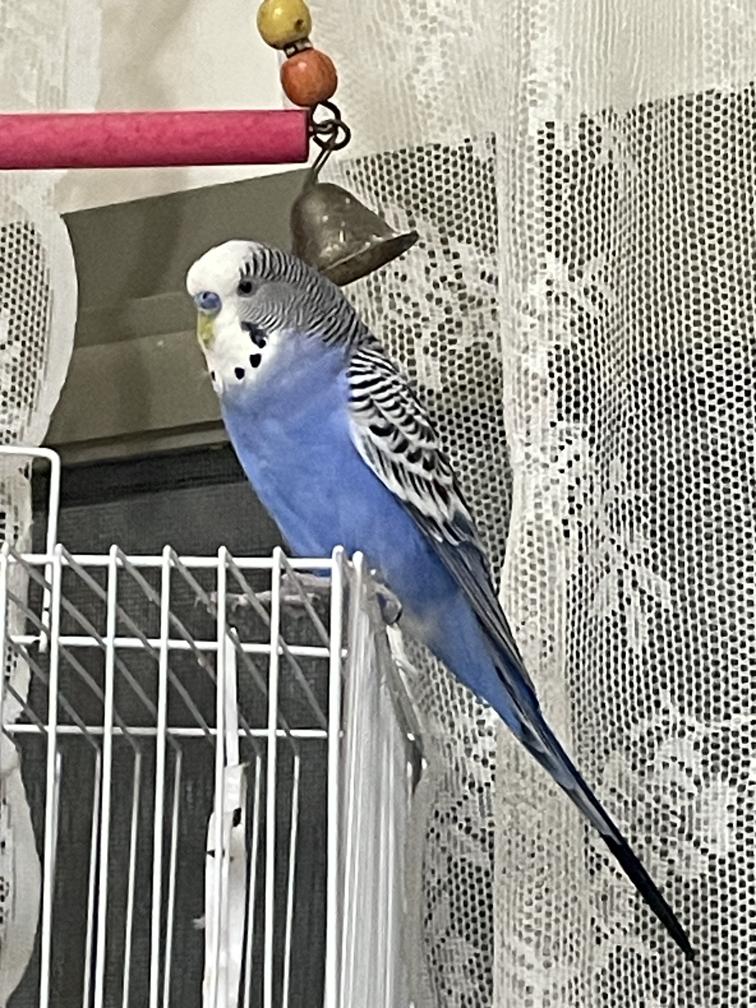big spacious cage. As good as new. - Image 2