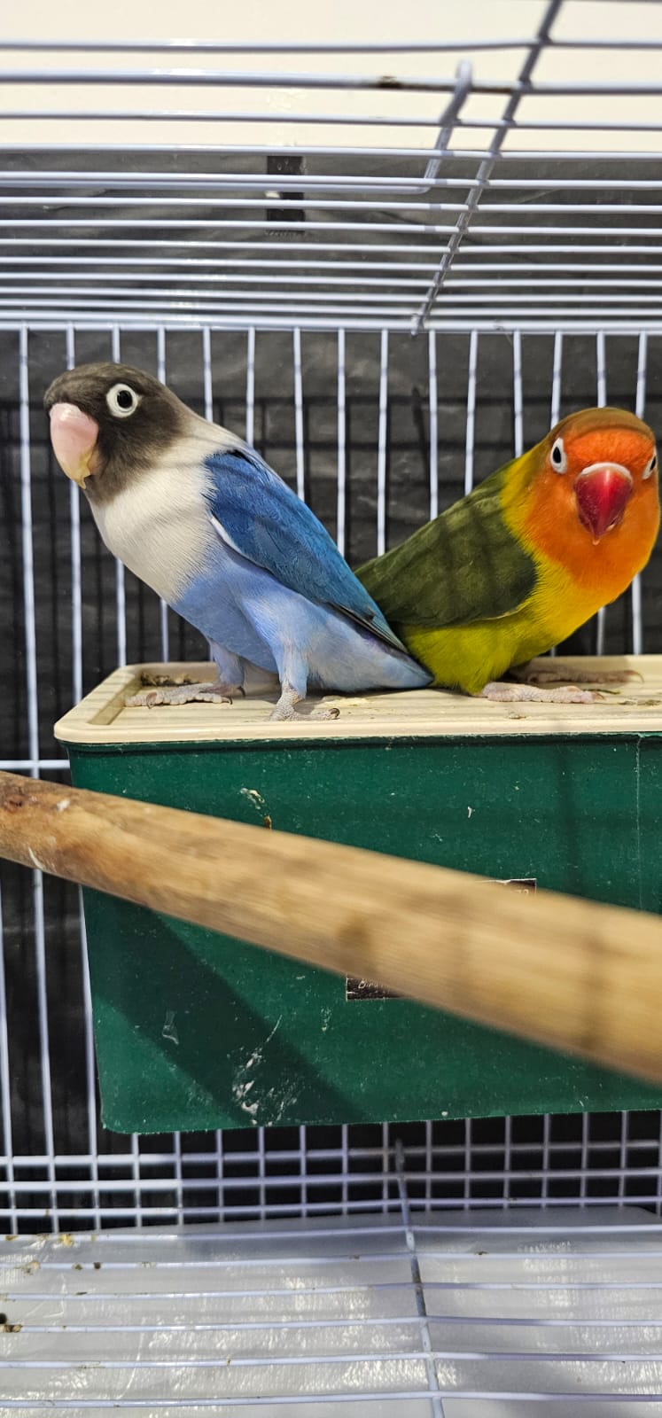 Love Birds for Sale - Image 1