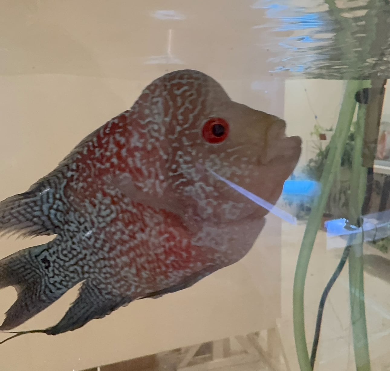 Aquarium and accessories for sale - Image 11