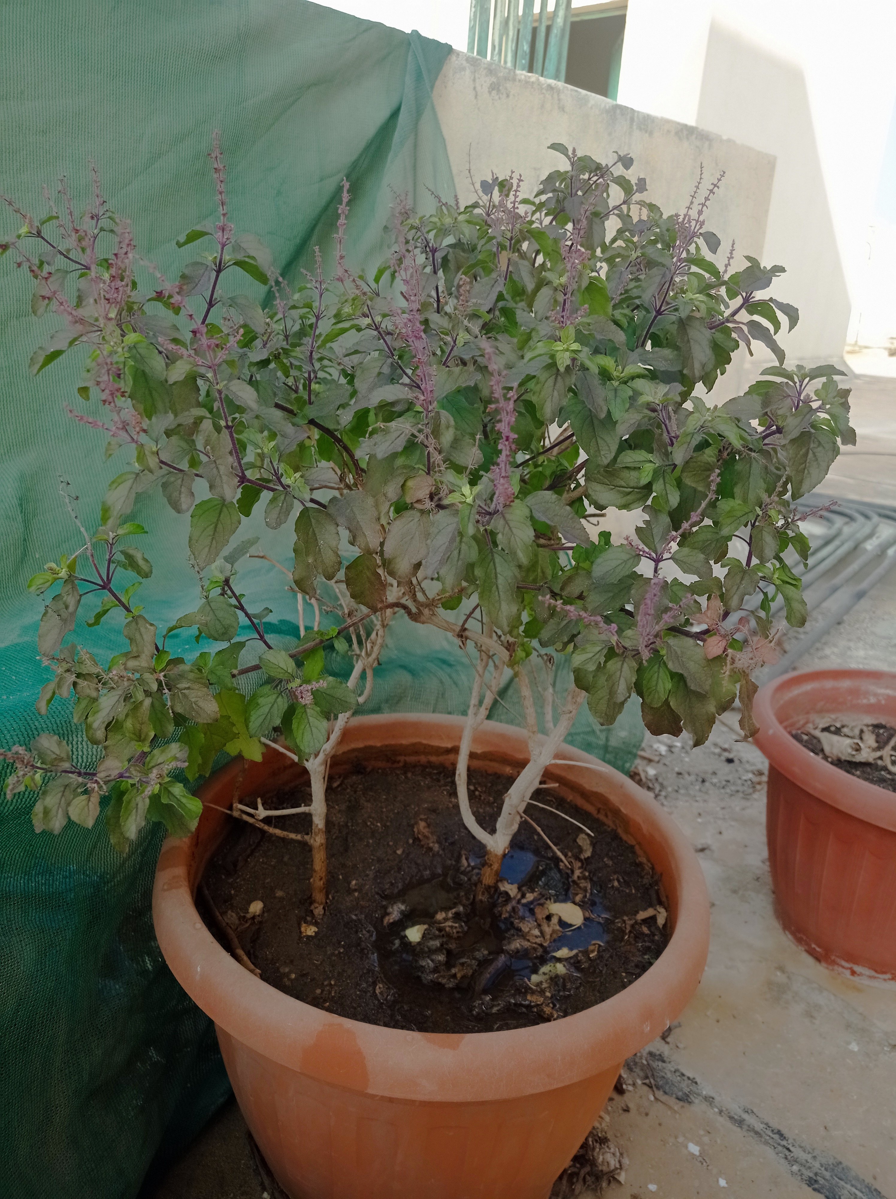 Krishna tulsi - Image 3