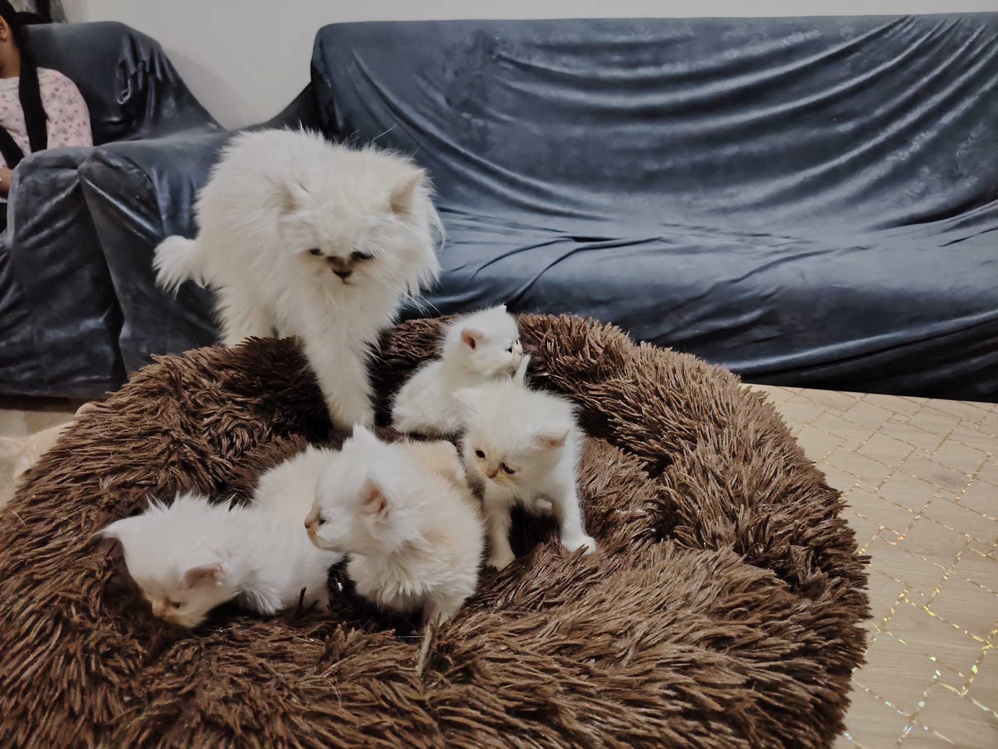 4 kittens with Mother  - Image 2