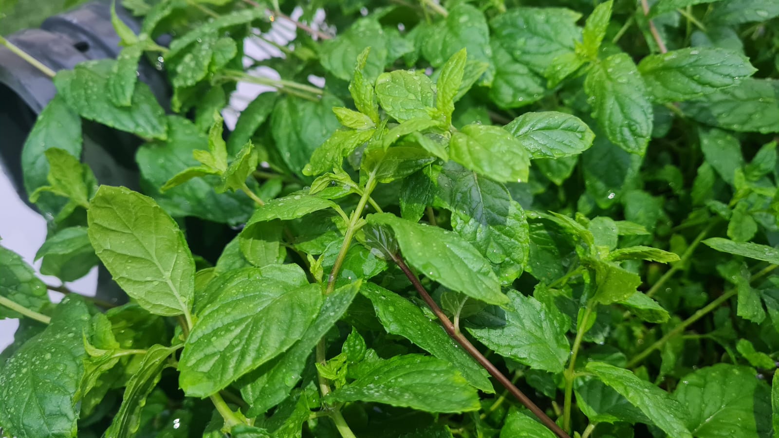 LARGE MINT 57 CM - Image 2