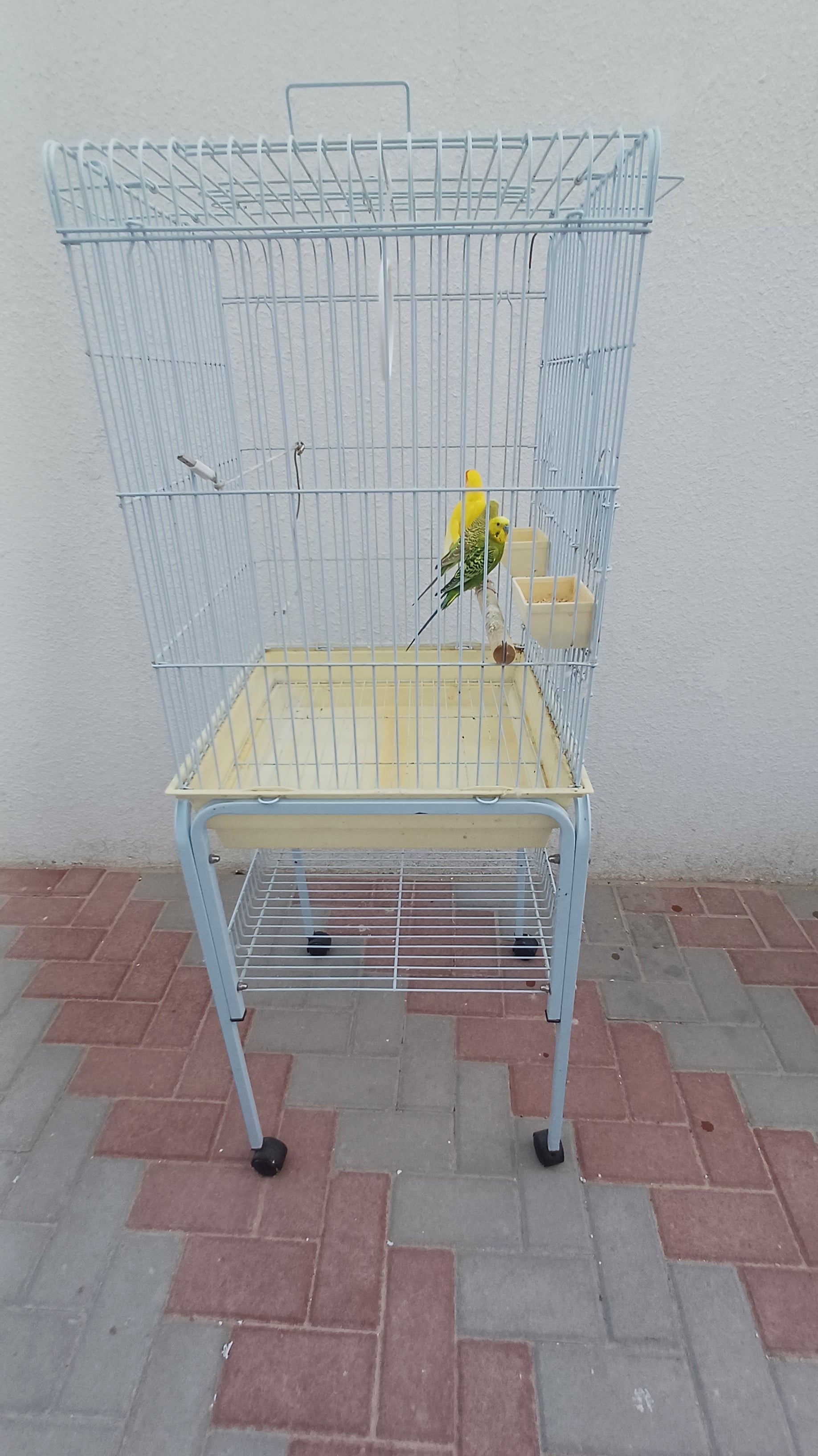Beautiful parrot, Budgies for sale - Image 6