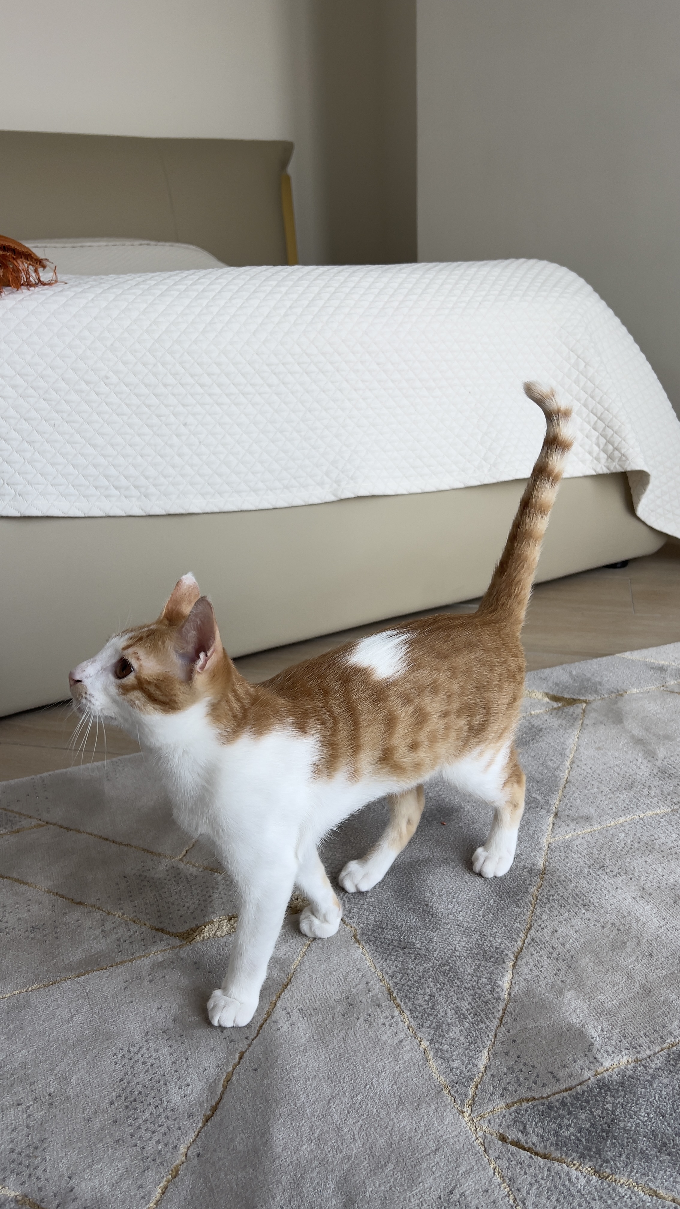 Kitten for Adoption - Image 1