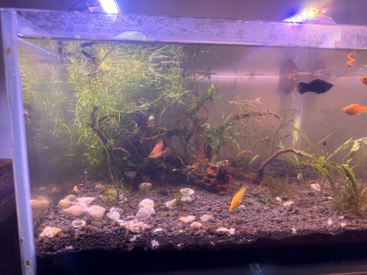 Aquarium Jungle theme - Image 2