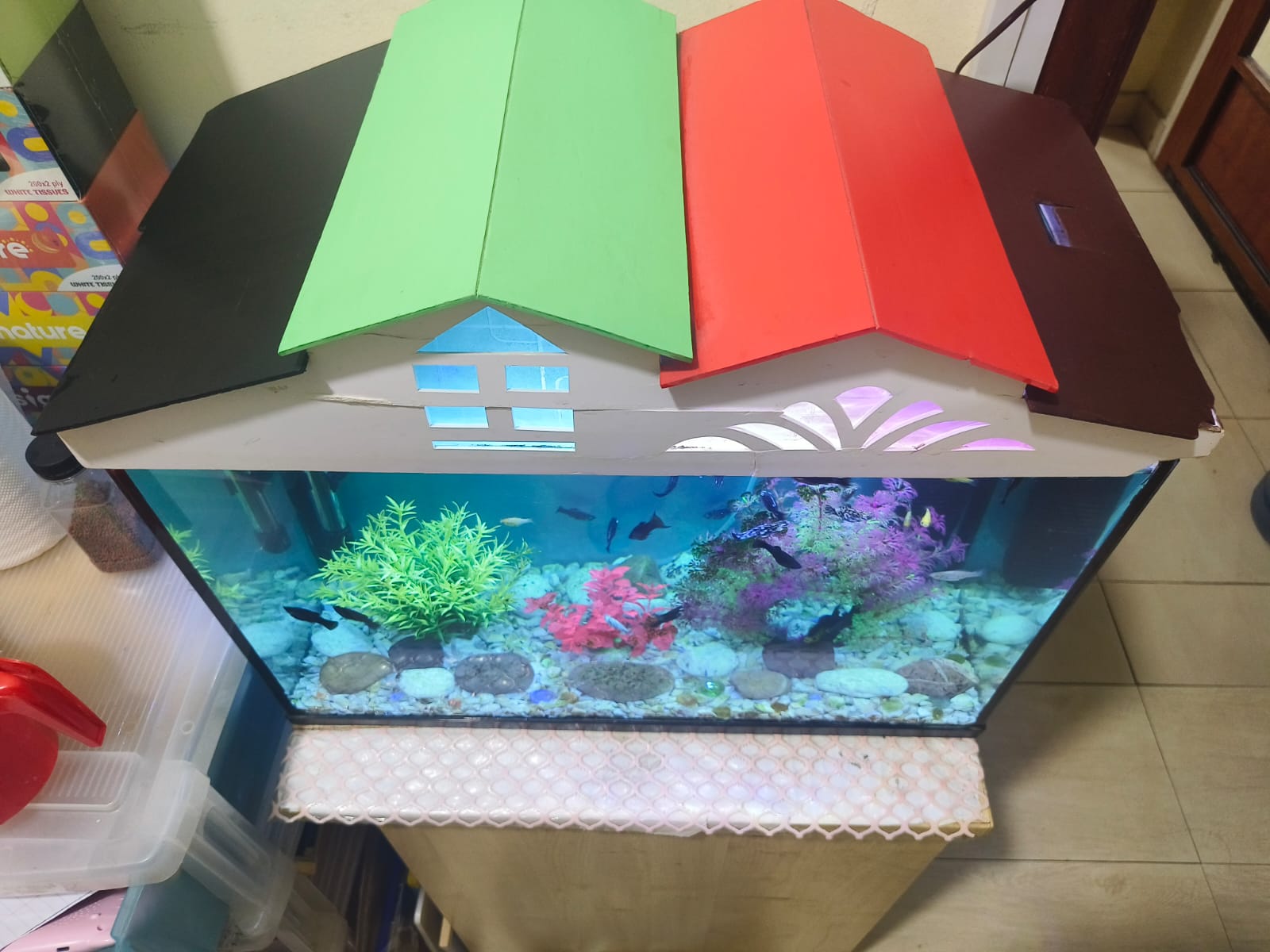 Fish and Aquarium for urgent sale  - Image 7
