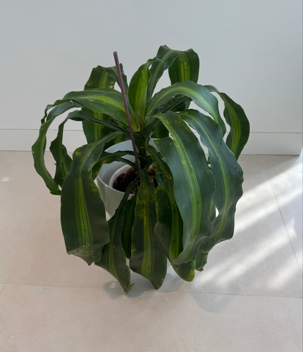 Dracaena Ulisis - Image 3