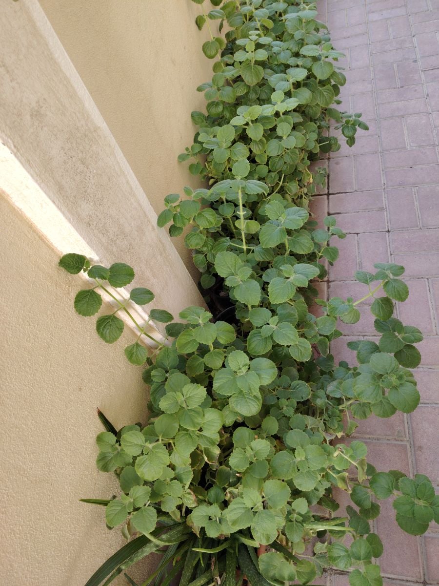Healthy ajwain plants for sale - Image 2
