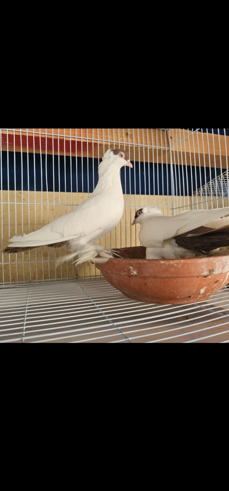 Healthy Heltmet Breeding pair for sales - Image 3