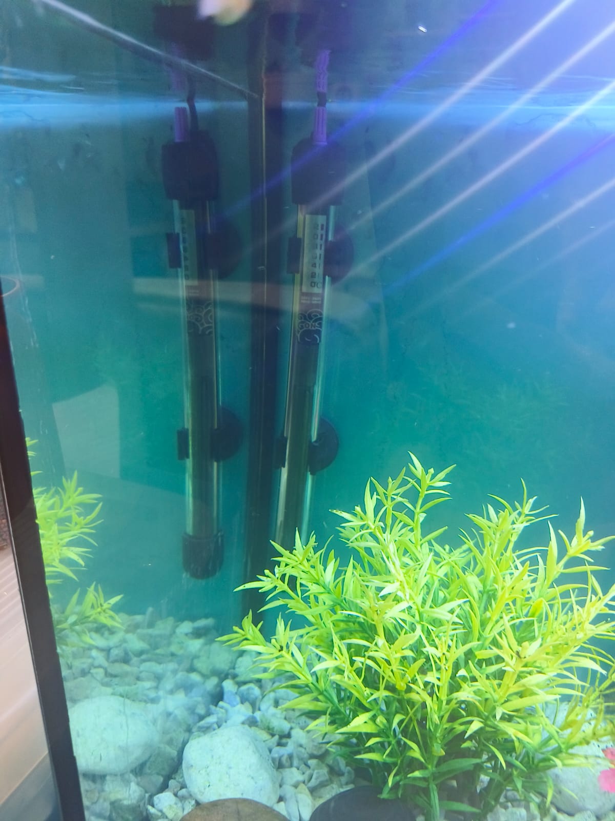 Fish and Aquarium for urgent sale  - Image 4