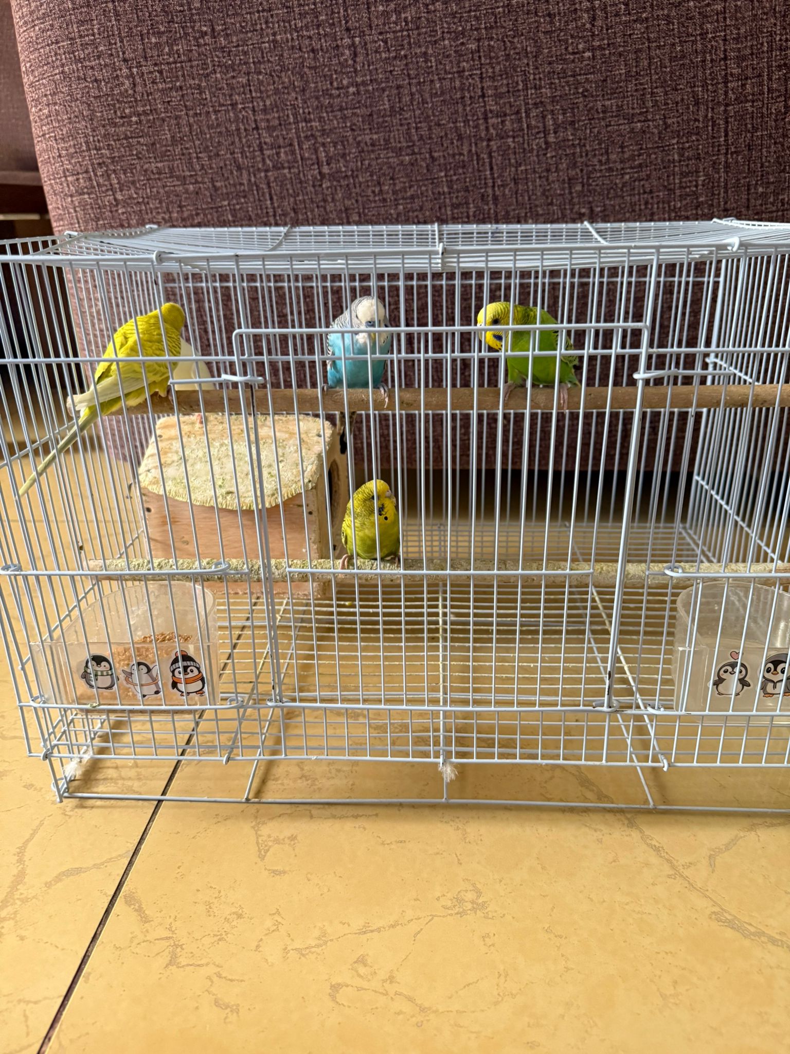 5pcs Love Birds for sale - Image 1