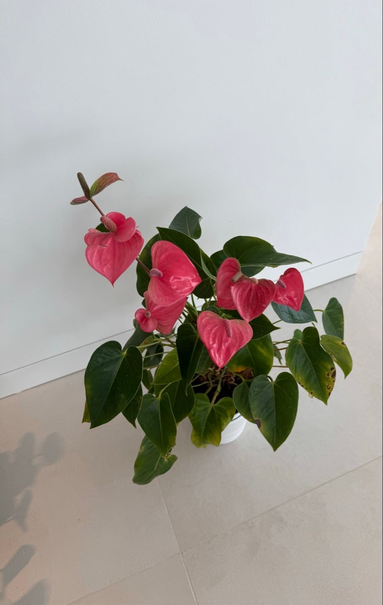 Anthuriums - Image 1