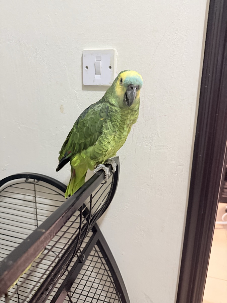 Bird - Image 2