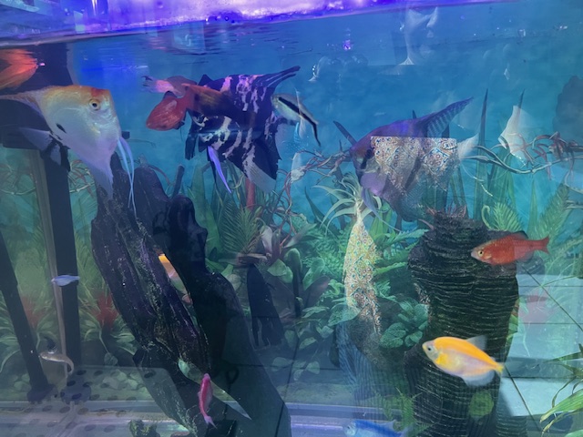 Fish tank with Angel fishes and others - Image 3