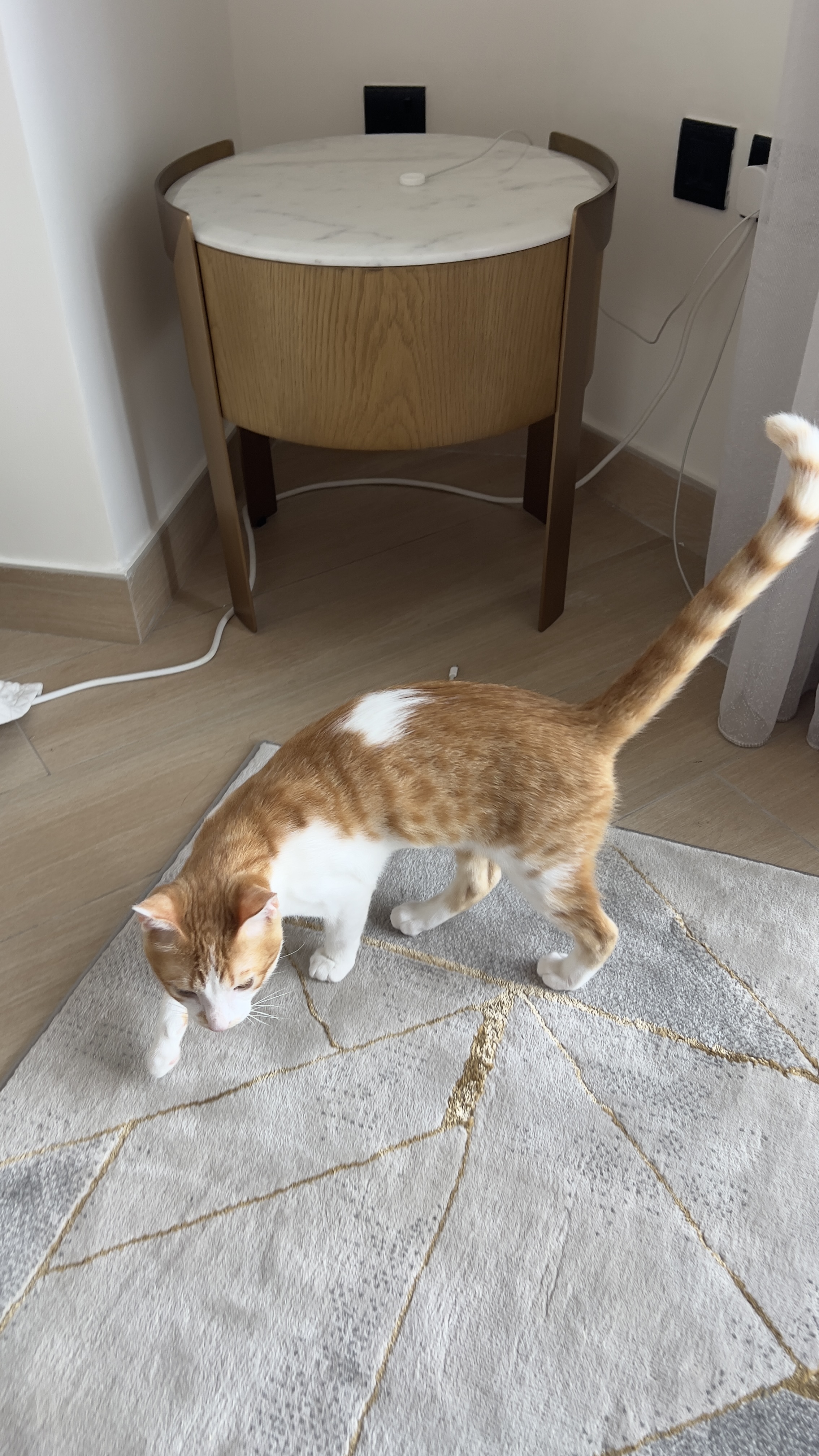 Kitten for Adoption - Image 3