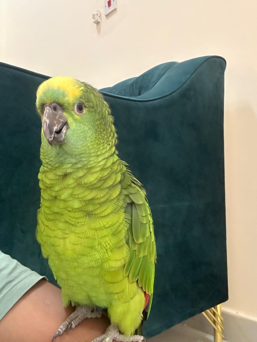 Amazon bird yellow front - Image 1