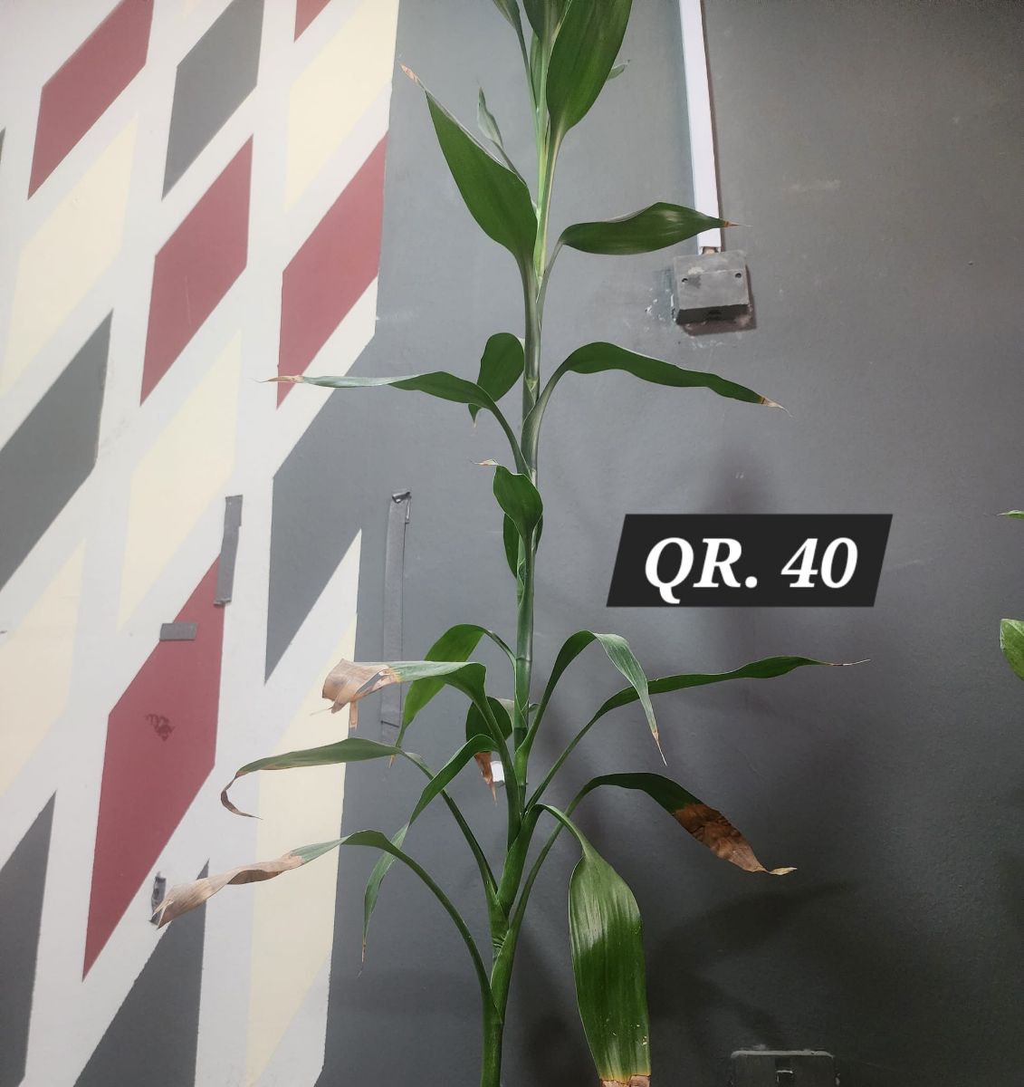 Plants for sale - Image 6
