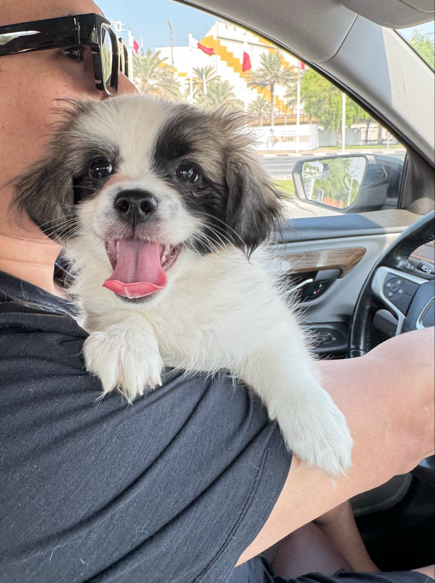 Puppy Havamalt - Image 1