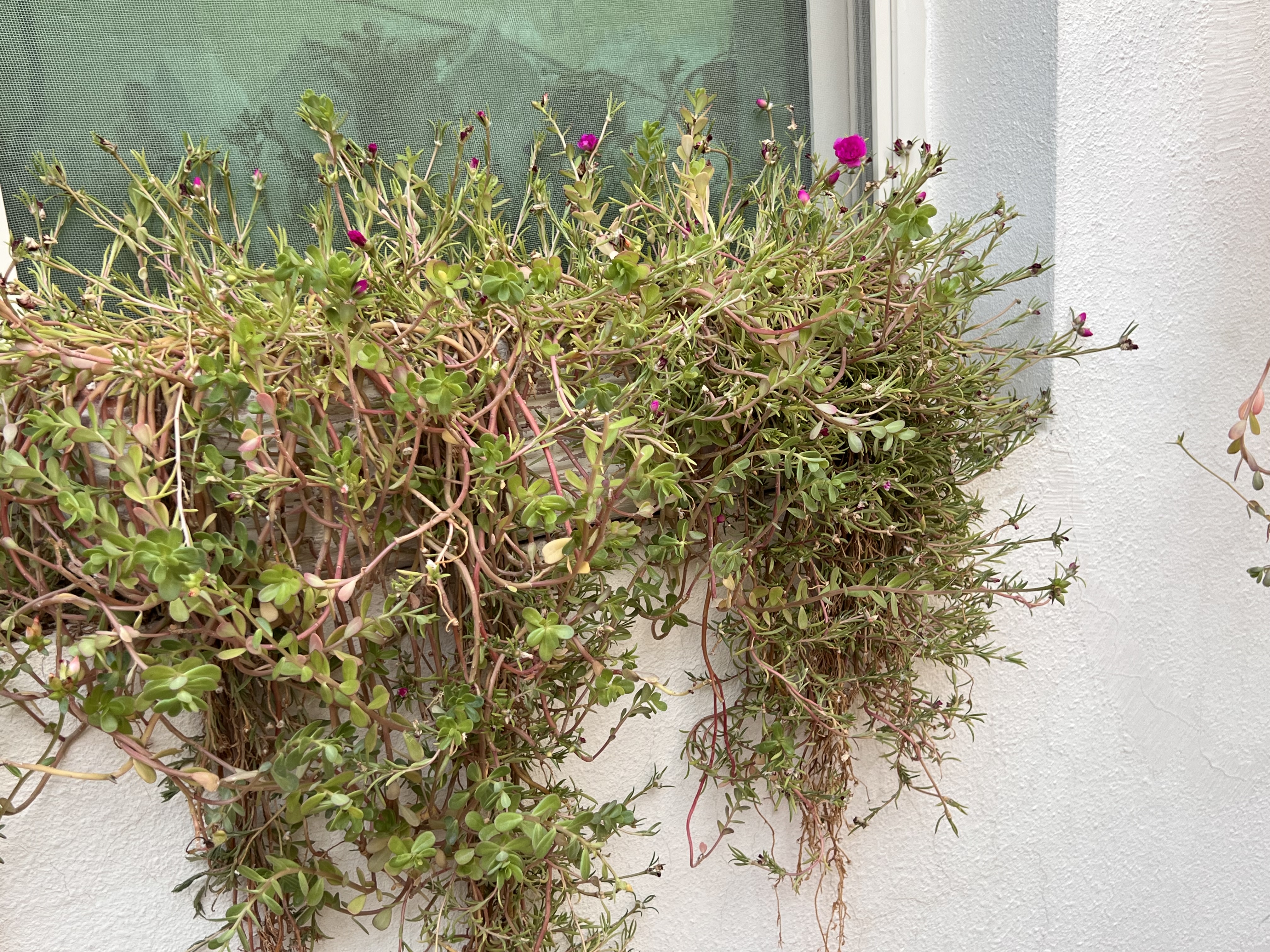 Big Plants Bougainvillea  and Desert Rose For Sale - Image 7