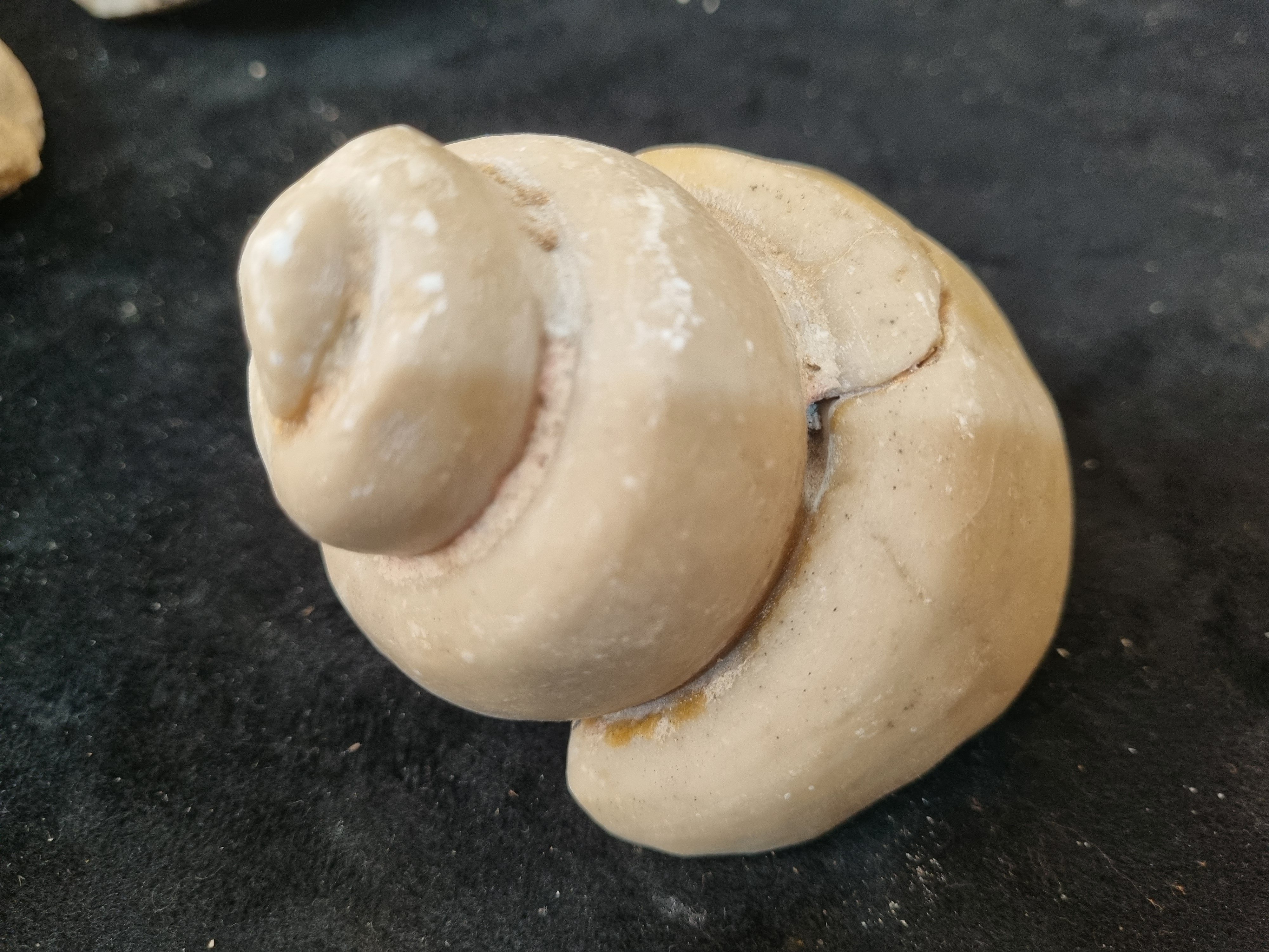 Gastropod Fossil  - Image 3