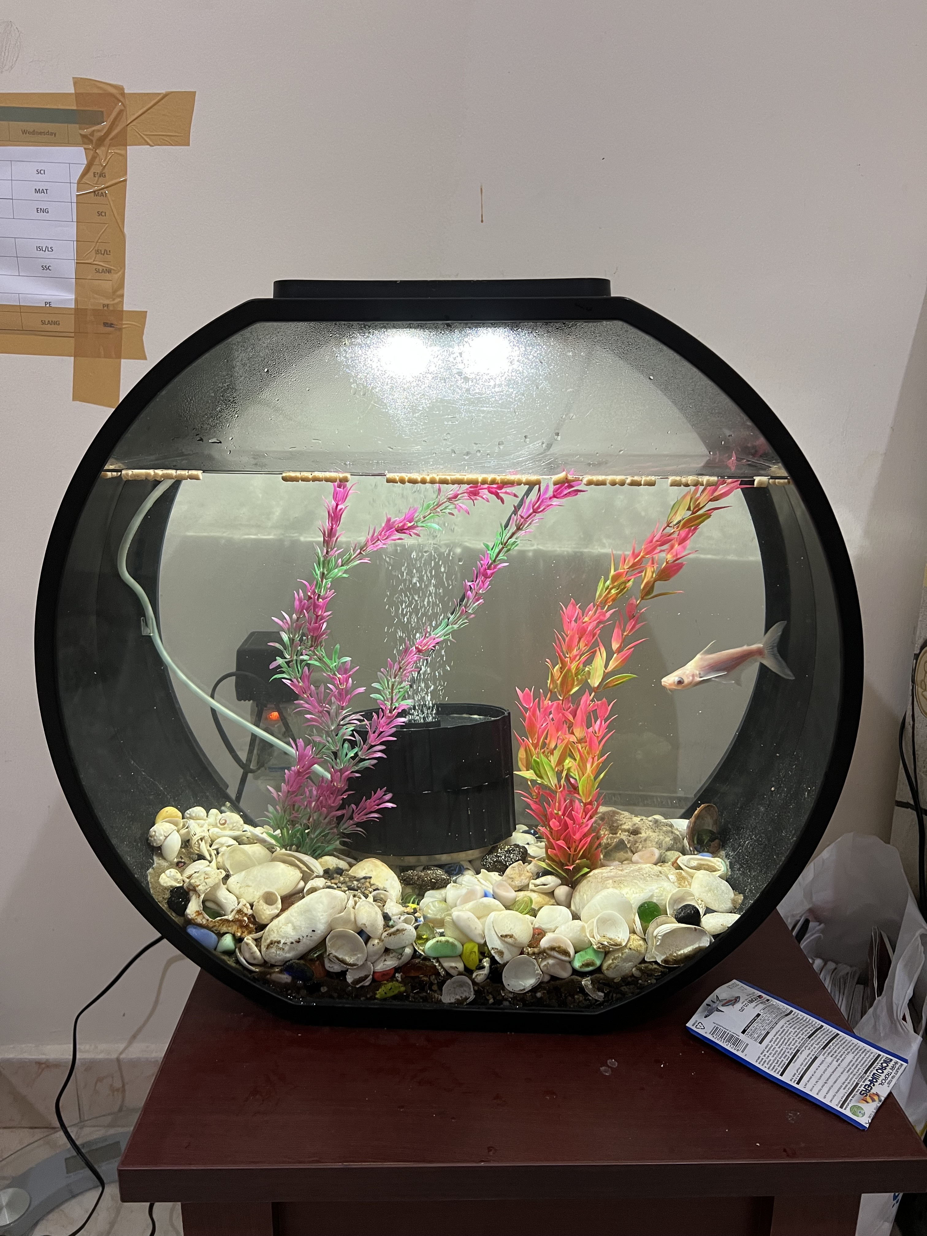 Round Aquarium with shark - Image 2