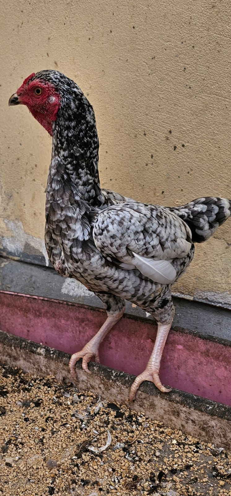 Healthy Koshamo Breeding pair for sales - Image 2