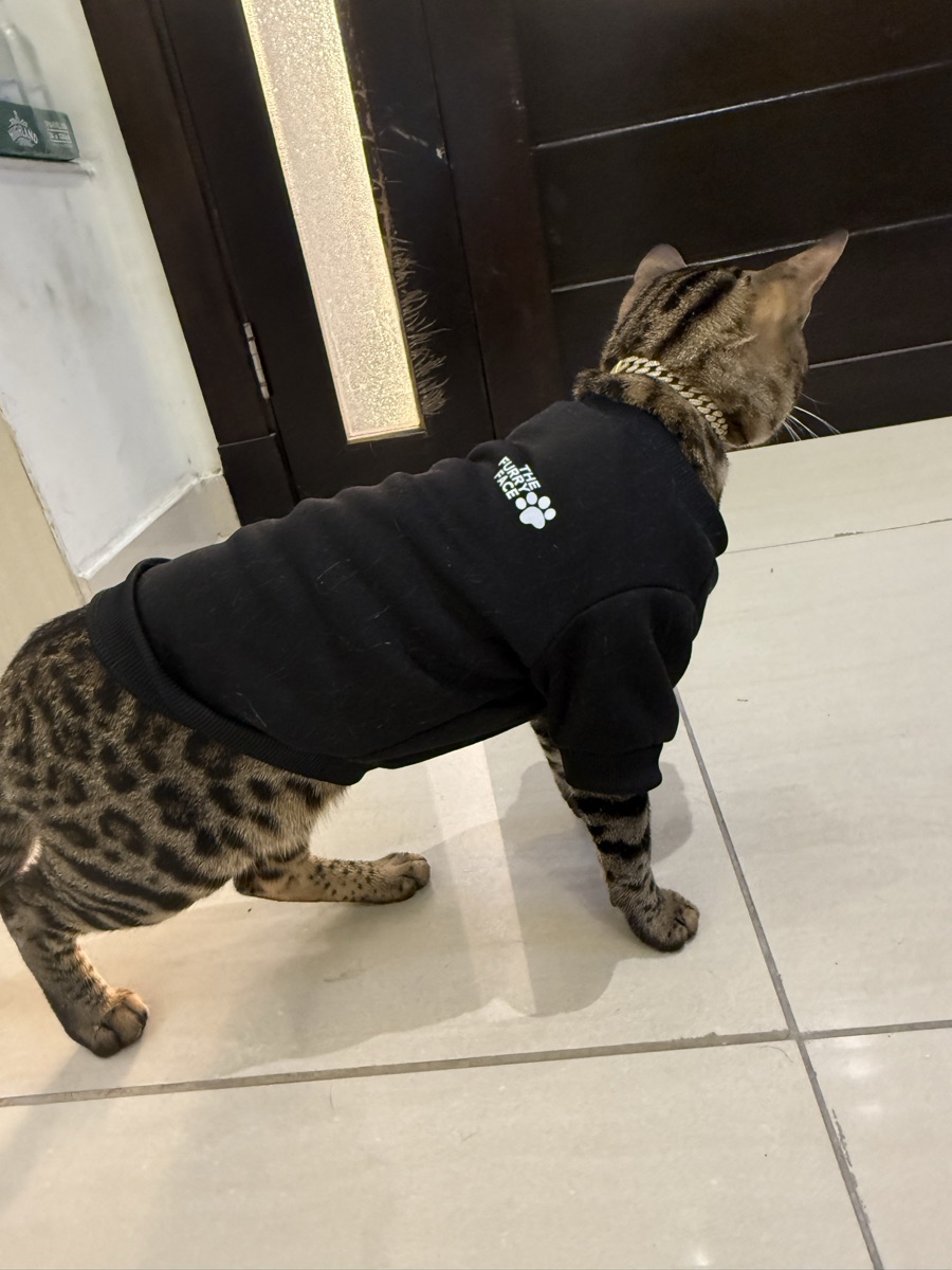 Tortoiseshell and bengal mix - Image 2