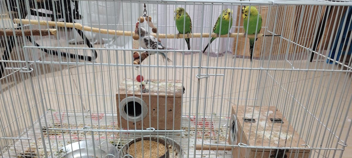 LOVE BIRDS - Image 4