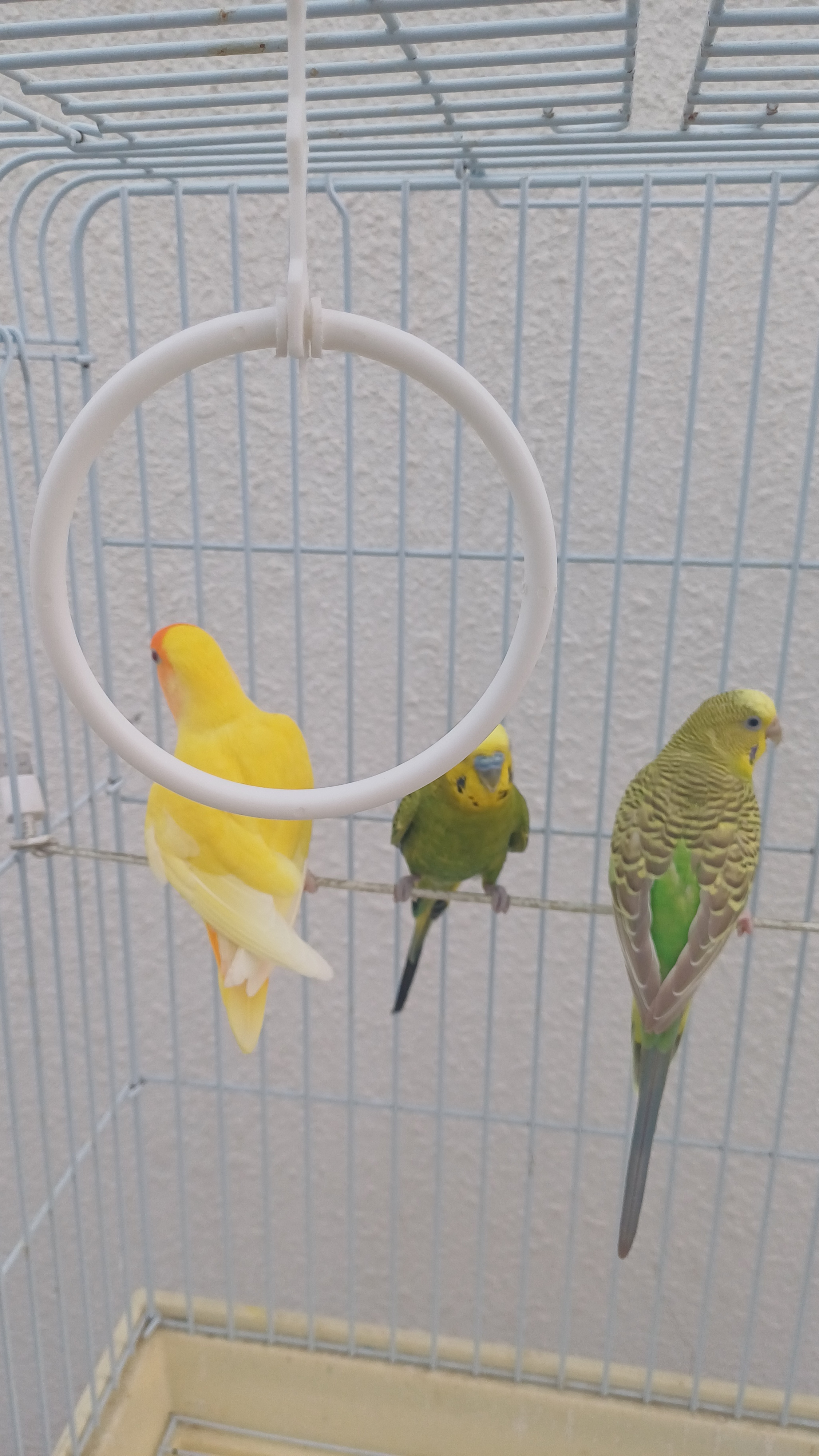 Beautiful parrot, Budgies for sale - Image 2
