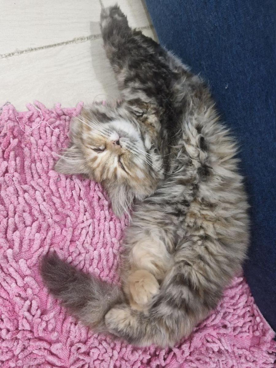 Cat - Image 2