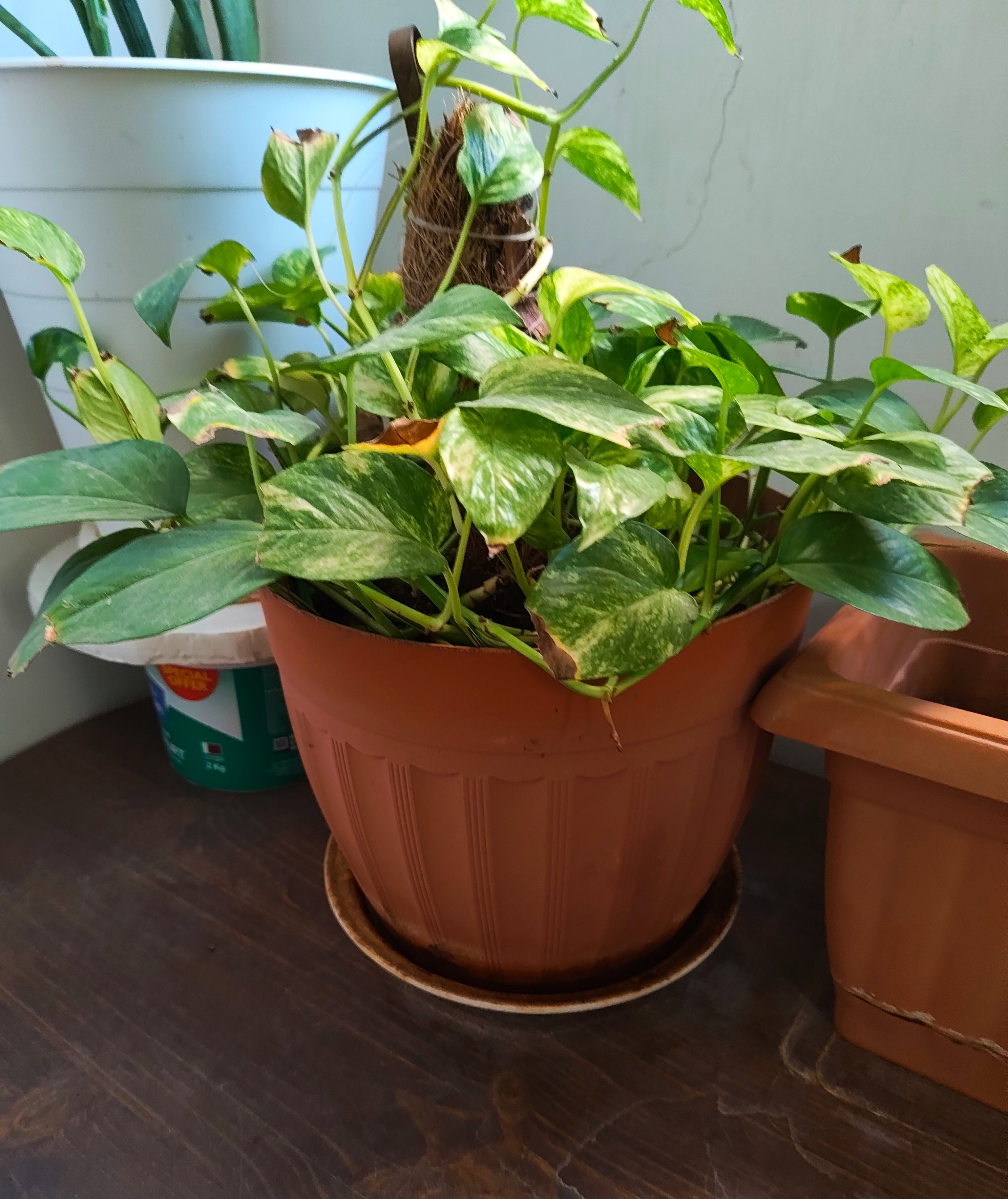 Money Plant (Medium Size) - Image 3