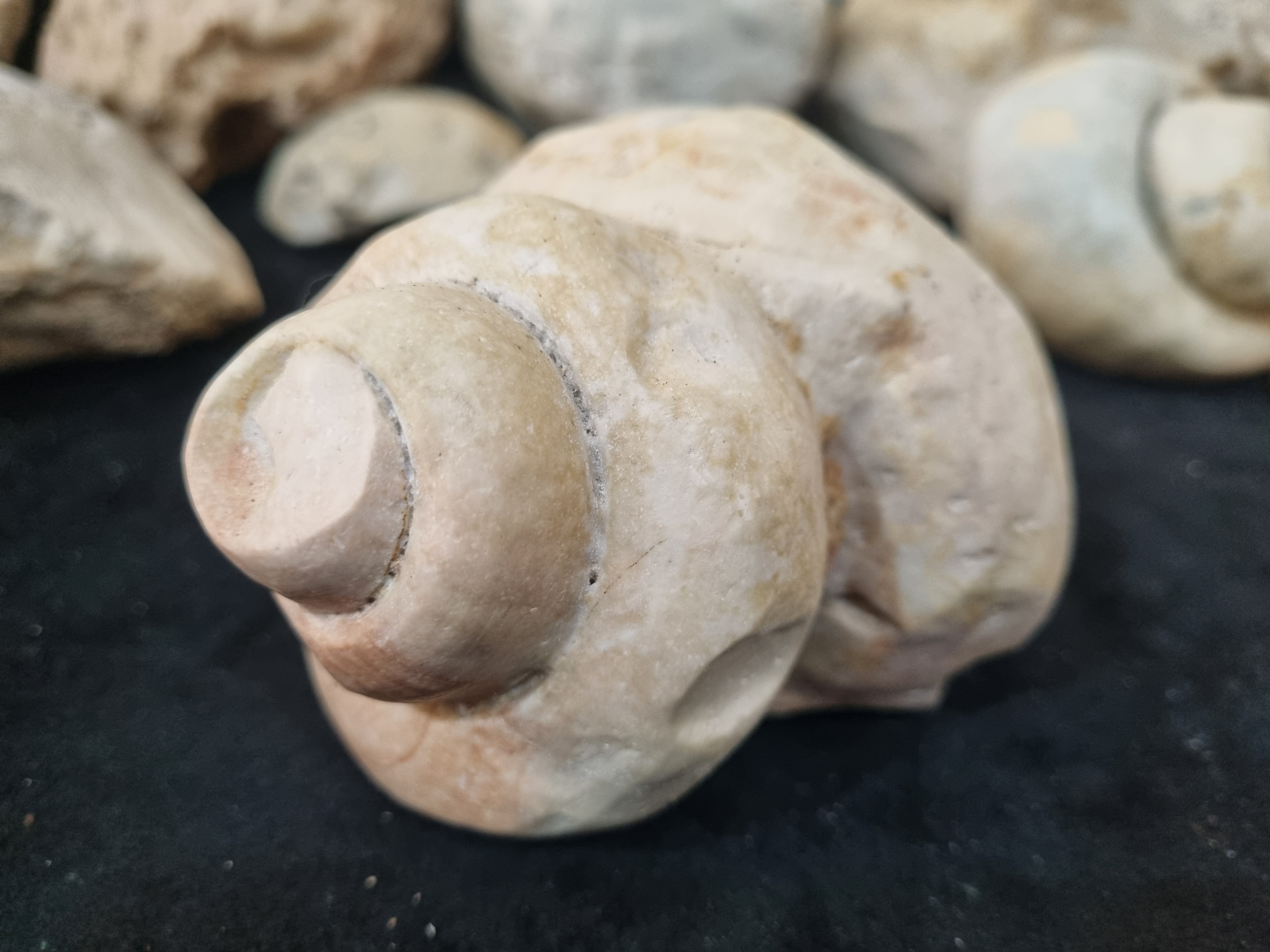 Gastropod Fossil  - Image 9