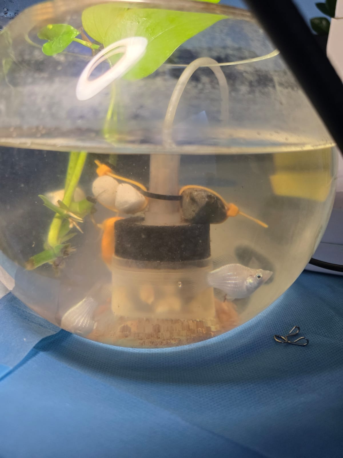 Mini blue parrot fish, snail & mollies - Image 2