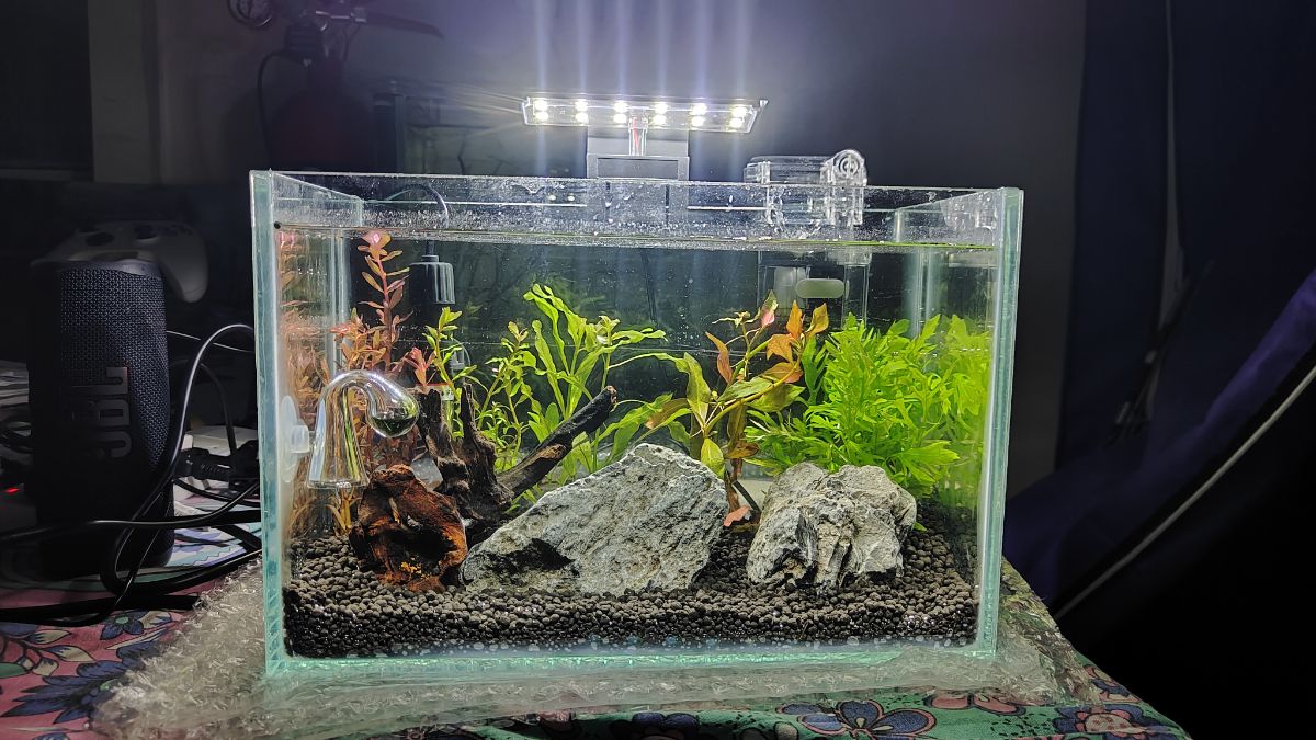 Planted Aquarium for Sale – Perfect for Office or Home Desk - Image 7