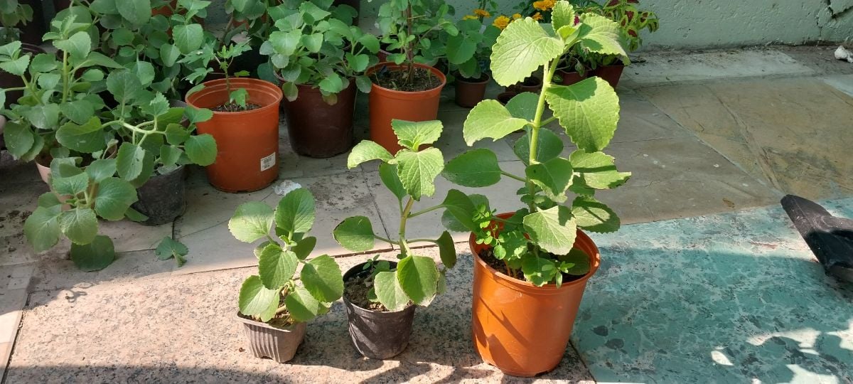 Ajwain Plant - Image 4