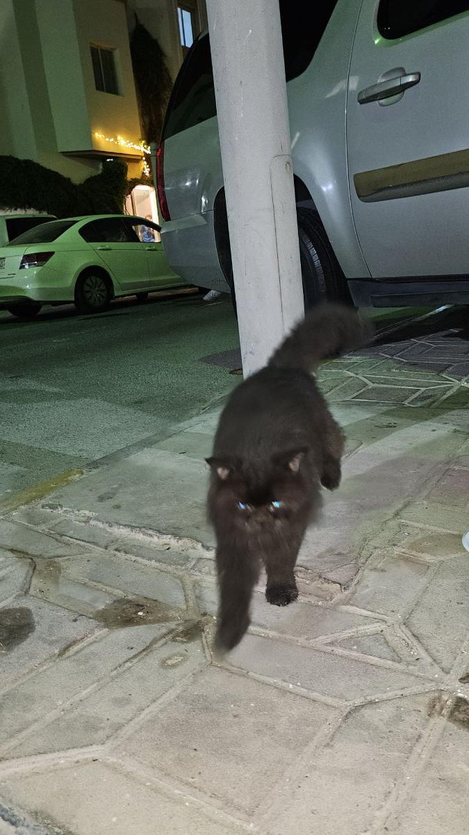 Cat , Black beautiful and fluffy - Image 7