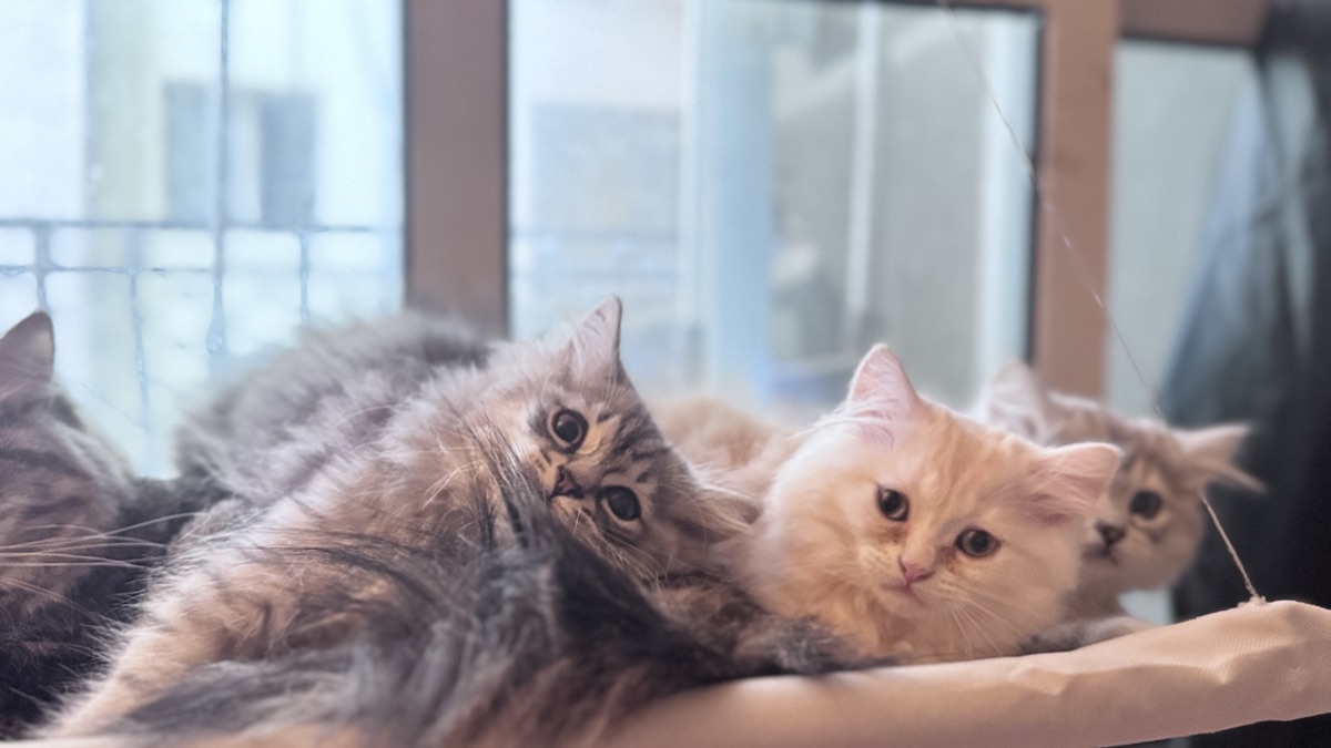 Kittens looking for a comfortable house - Image 4