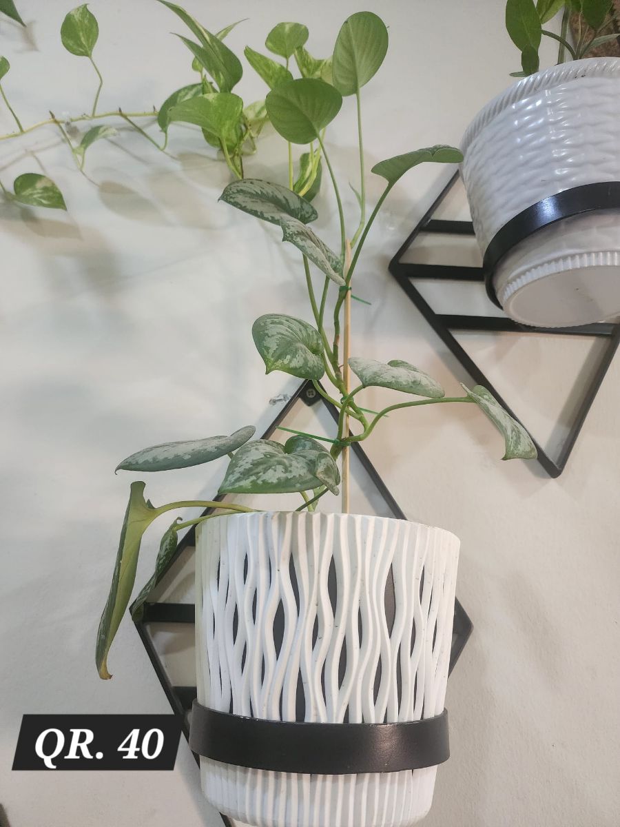 Plants for sale - Image 8