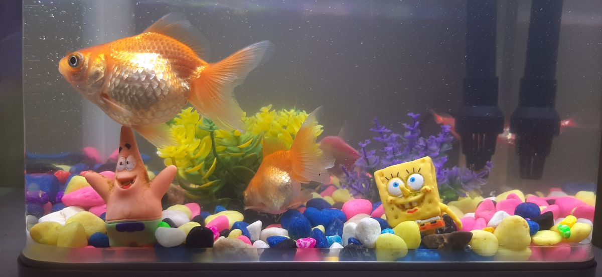 Fish tank - Image 4