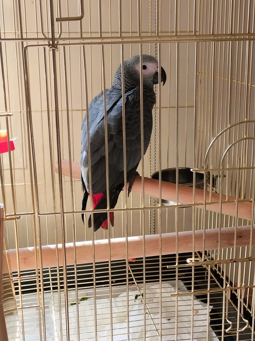 African grey parrot - Image 2