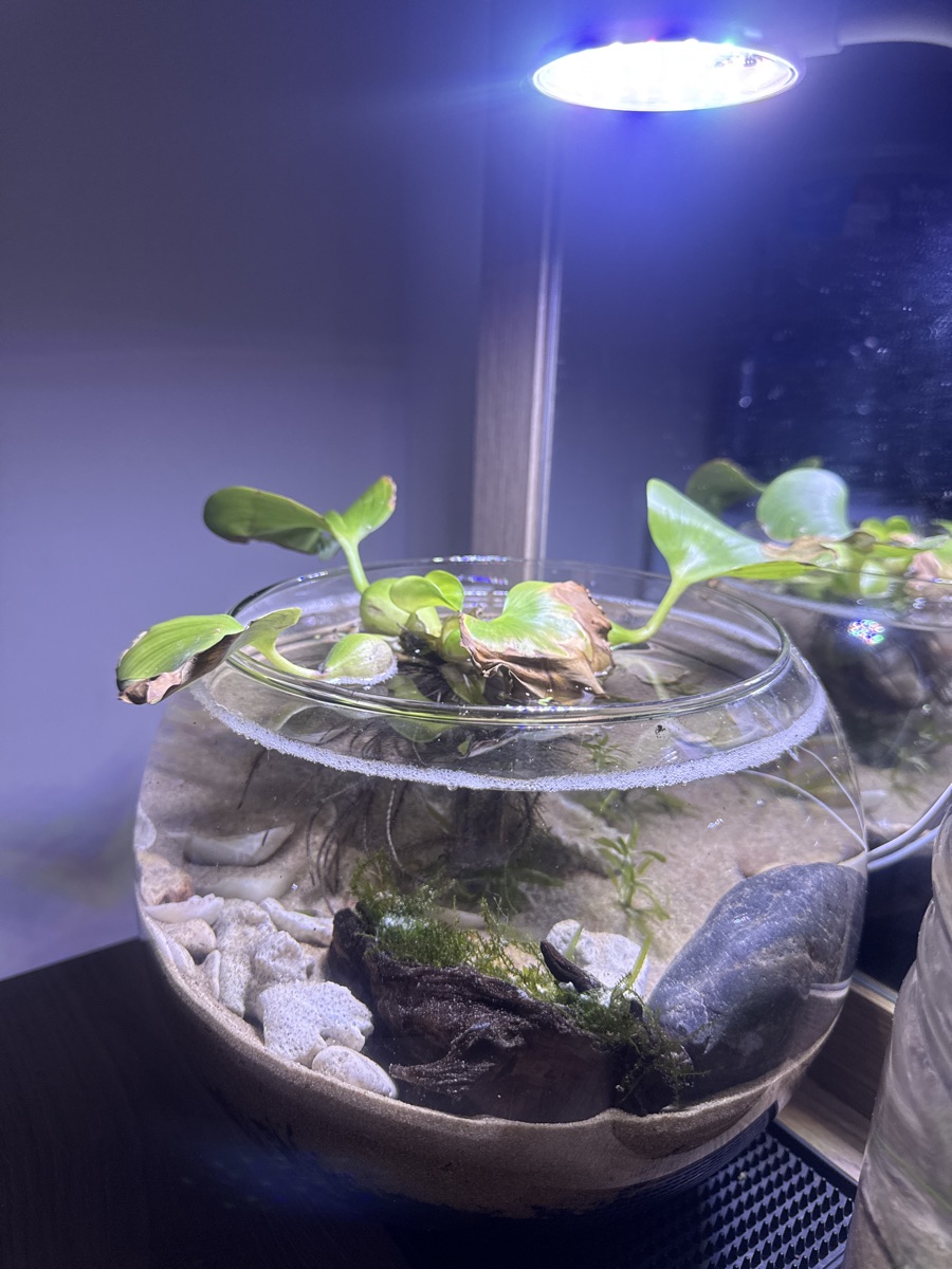Round glass fish tank for sale - Image 3