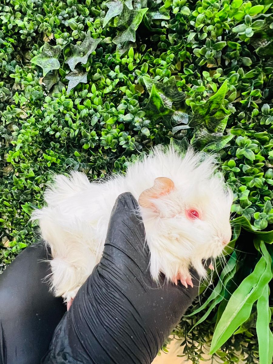Adorable Long-Haired Guinea Pigs | خنازير غينيا جميلة طويلة الشعر للبيع – ألوان مختلفة! - Image 5