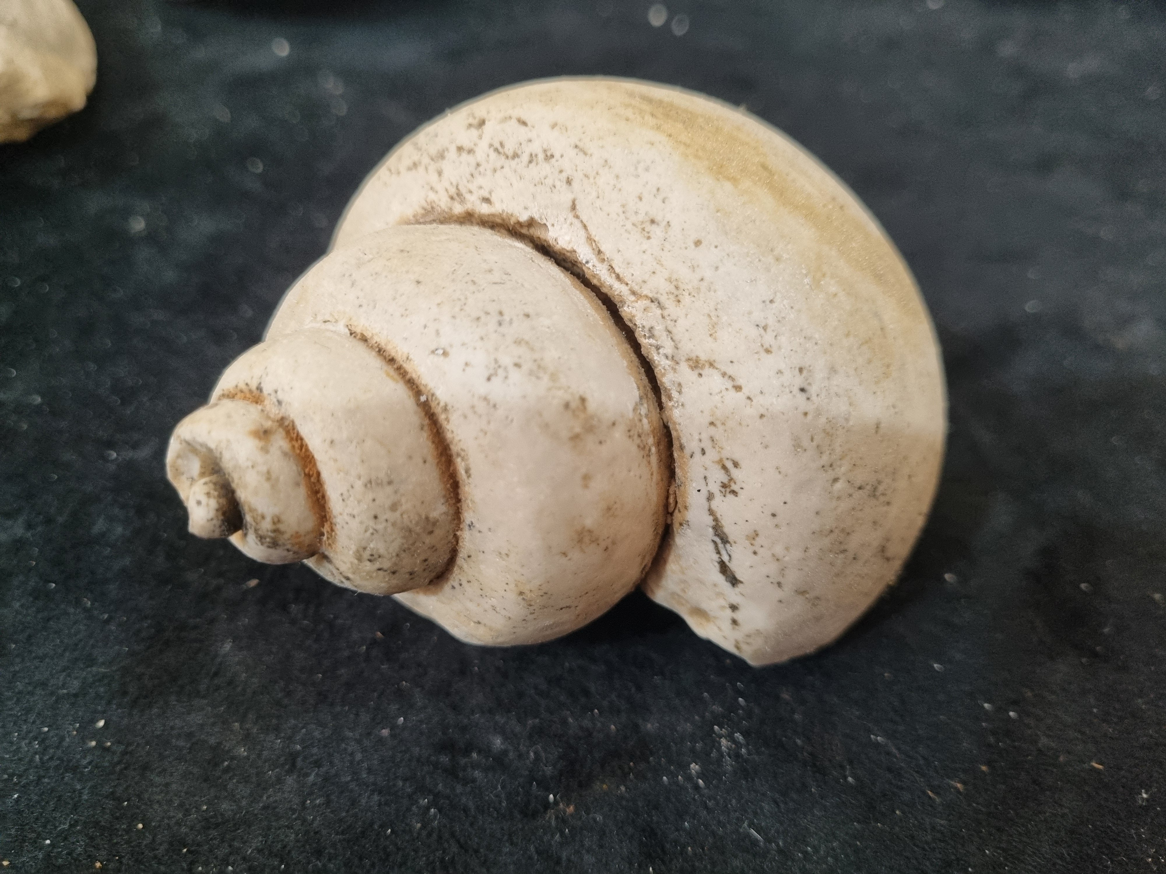Gastropod Fossil  - Image 2